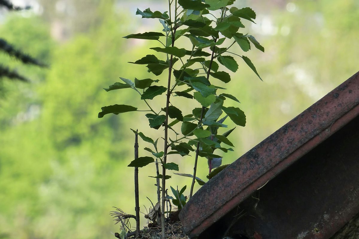 Saplings growing out of debris packed into a roof gutter