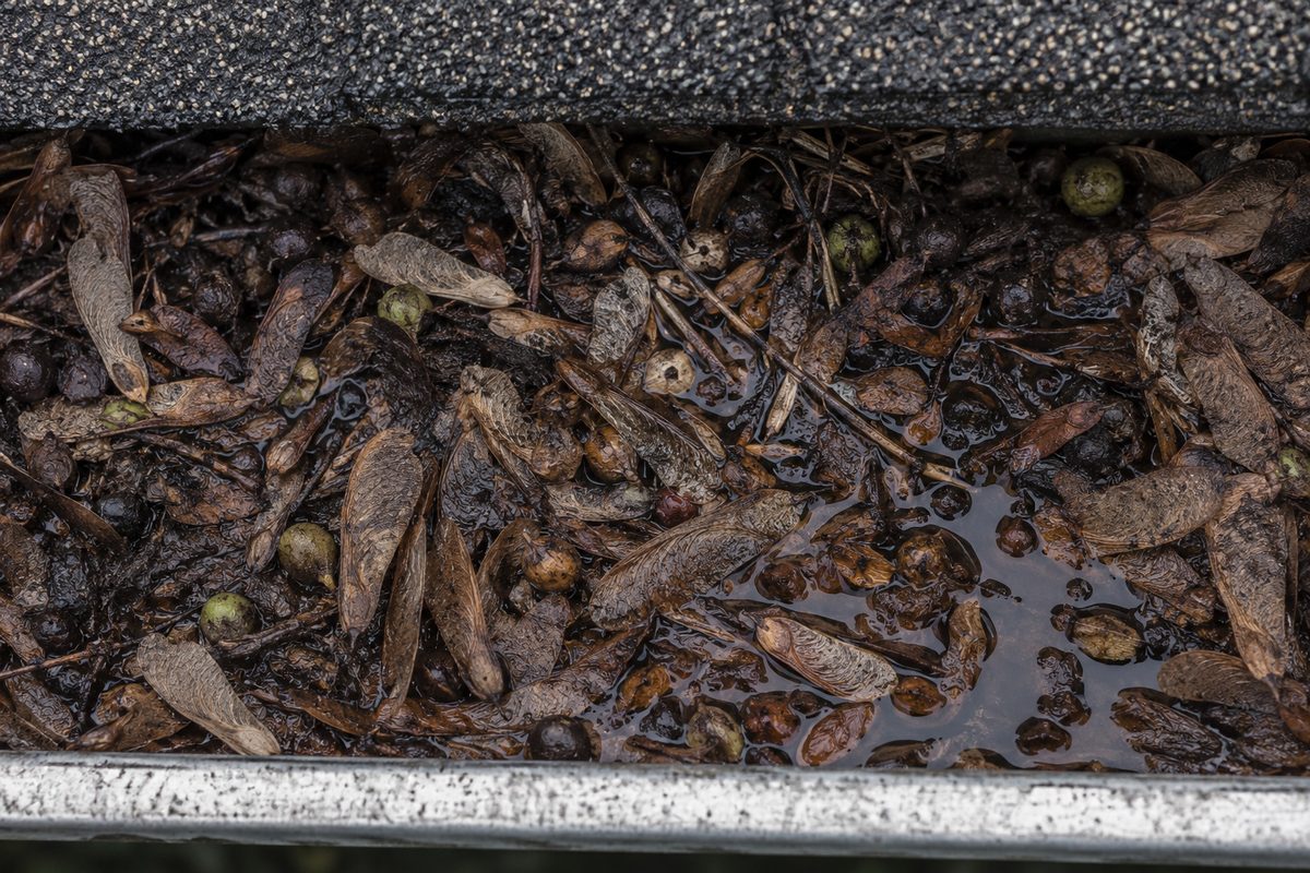 Close view of small tree seeds and winged samaras packed into the bottom of a gutter